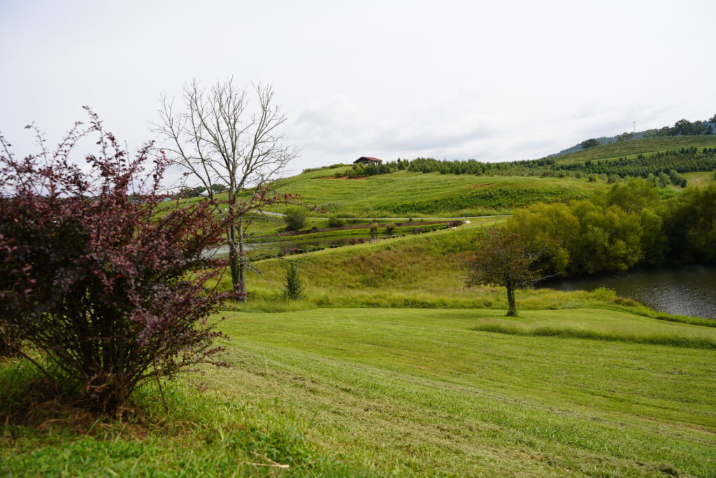 Mercier Orchards